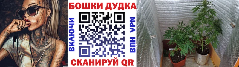 Бошки Шишки гибрид  Яхрома 